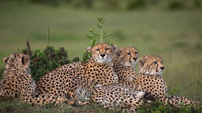ONU, 40 specie migratorie protette: l'accordo che il futuro della fauna