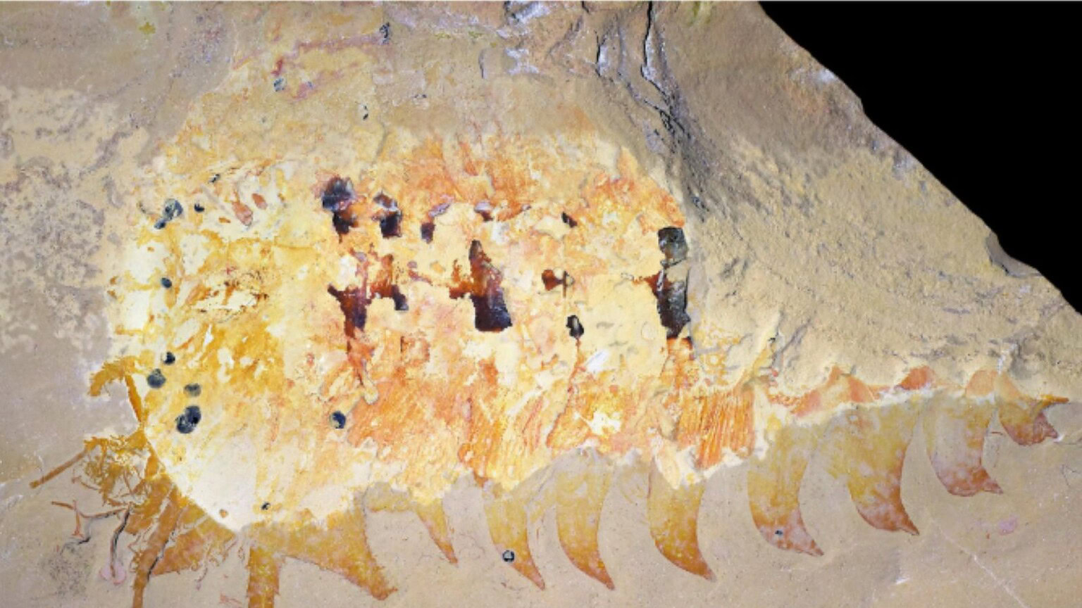 Fossile dallo Utah: gli antenati di ragni e scorpioni avevano già artigli
