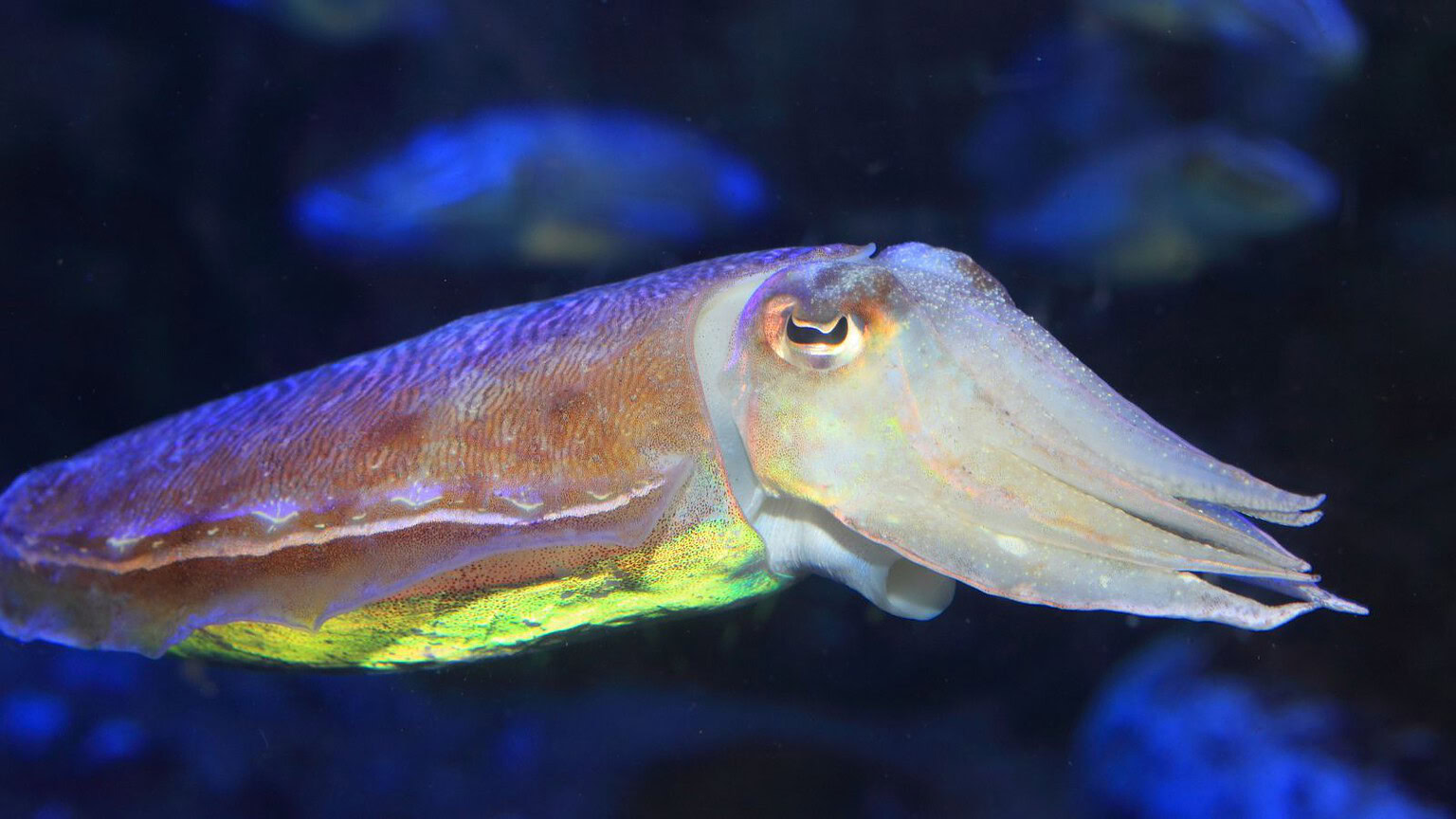 Calamari e seppie: ecco da dove vengono davvero (e come sono sopravvissute)