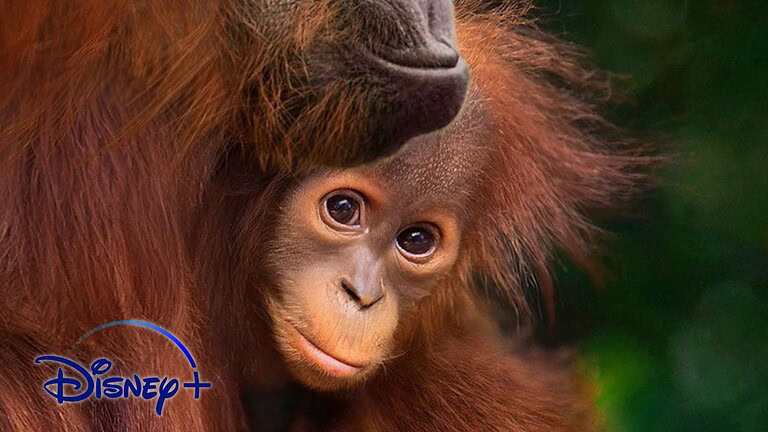 Orango: il nuovo film Disneynature su Disney+ che vi farà commuovere