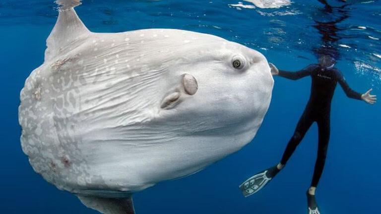 Pesce luna gigante recuperato nella laguna di Venezia: cosa è successo?