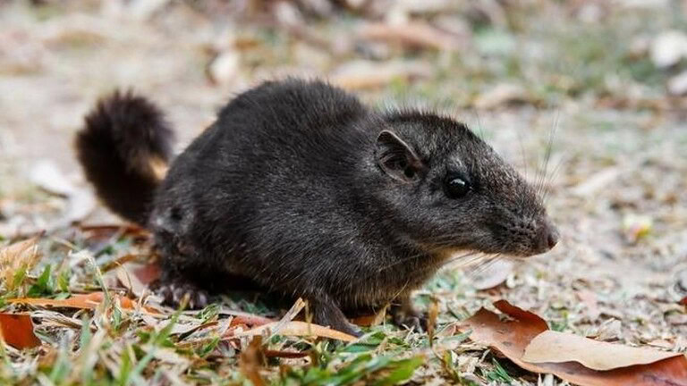 Ratto delle rocce del Laos: il roditore estinto da 11 milioni di anni è vivo
