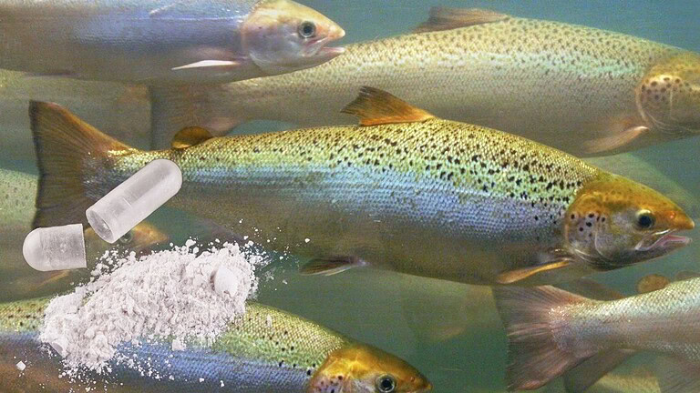Cocaina nei fiumi: i salmoni cambiano comportamento in modo inaspettato