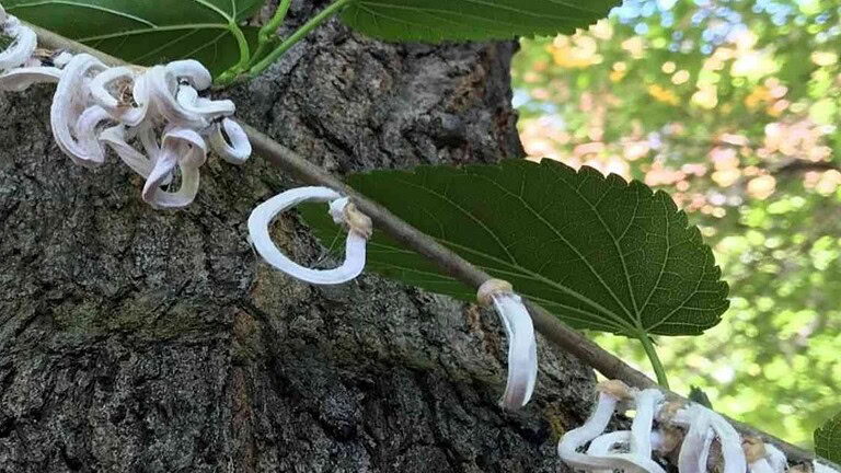Anelli bianchi sulle piante: cosa sono quelle strane "creature"?