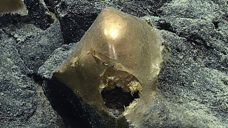 Sfera dorata degli abissi: svelato il mistero dopo quasi due anni