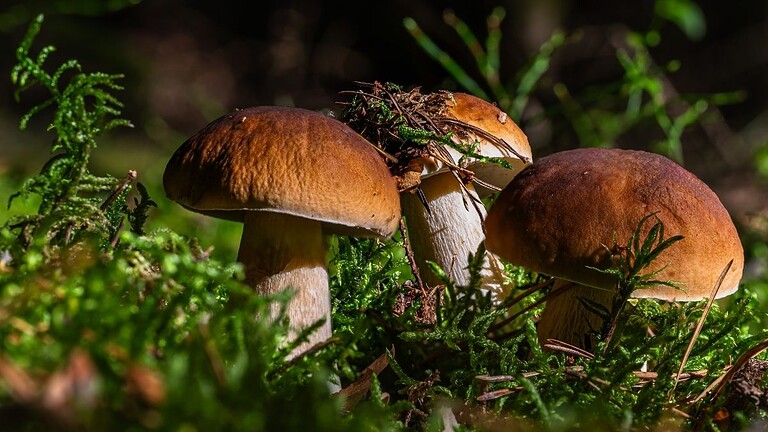 Funghi e pioggia: il legame scoperto dalla scienza che nessuno sospettava
