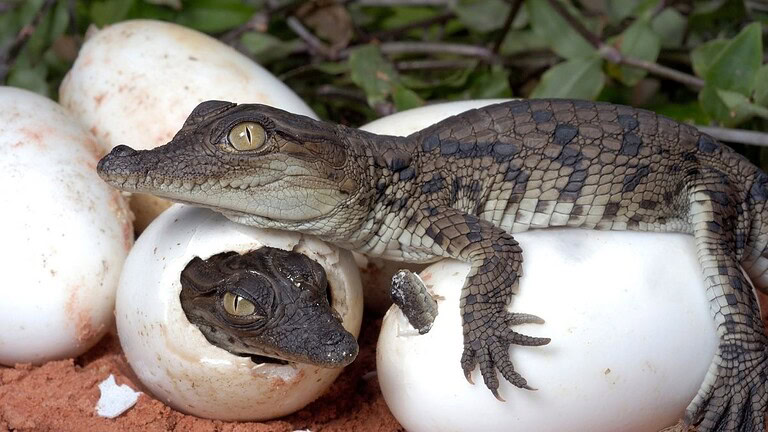 Coccodrillo nano africano nato a Verona: il gesto della madre commuove tutti