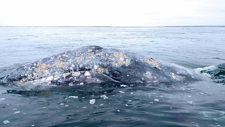 Balene grigie in trappola a San Francisco: il motivo è inaspettato - balene grigie San Francisco
