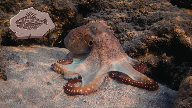 Fossile del polpo più antico del mondo: non era un polpo