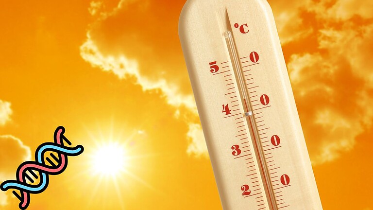 Caldo estremo e DNA: le tracce genetiche passano tra generazioni