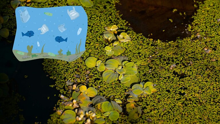 Moringa oleifera: elimina le microplastiche dall'acqua meglio della chimica