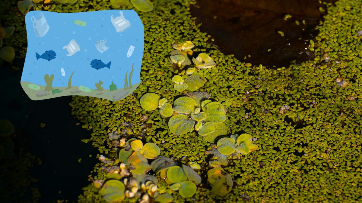 Moringa oleifera: elimina le microplastiche dall’acqua meglio della chimica