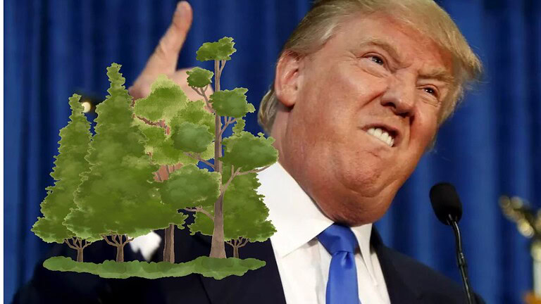 Trump vuole disboscare le foreste della East Coast: ecco perché
