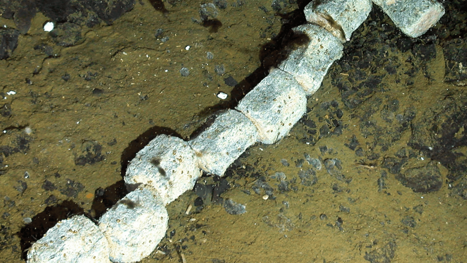 Balena scoperta a 1.444 metri: cosa succede negli abissi antartici - carcassa di balena abissi