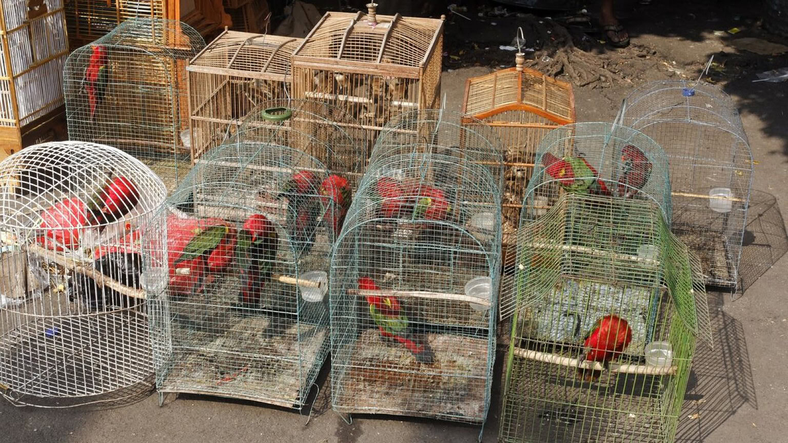 Commercio di animali selvatici e spillover: 40 anni di dati lo confermano - commercio animali selvatici spillover