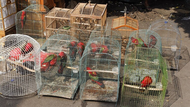 Commercio di animali selvatici e spillover: 40 anni di dati lo confermano - commercio animali selvatici spillover