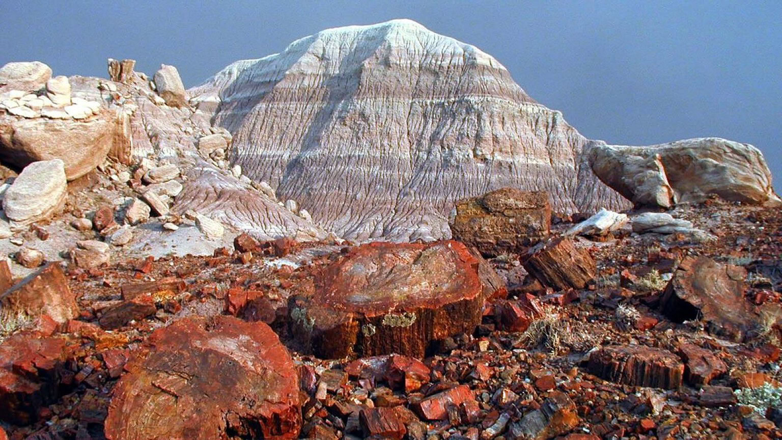 Foresta pietrificata dell'Arizona: 200 milioni di anni nella roccia - foresta pietrificata Arizona