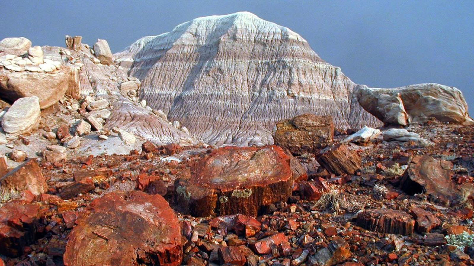 Foresta pietrificata dell’Arizona: 200 milioni di anni nella roccia