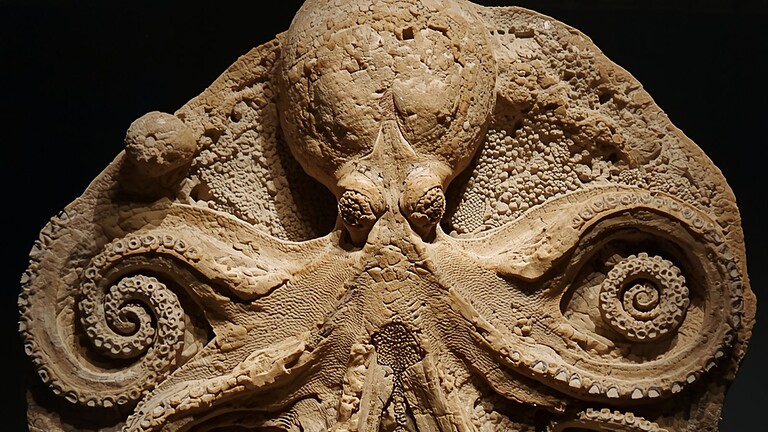 fossile polpo più antico