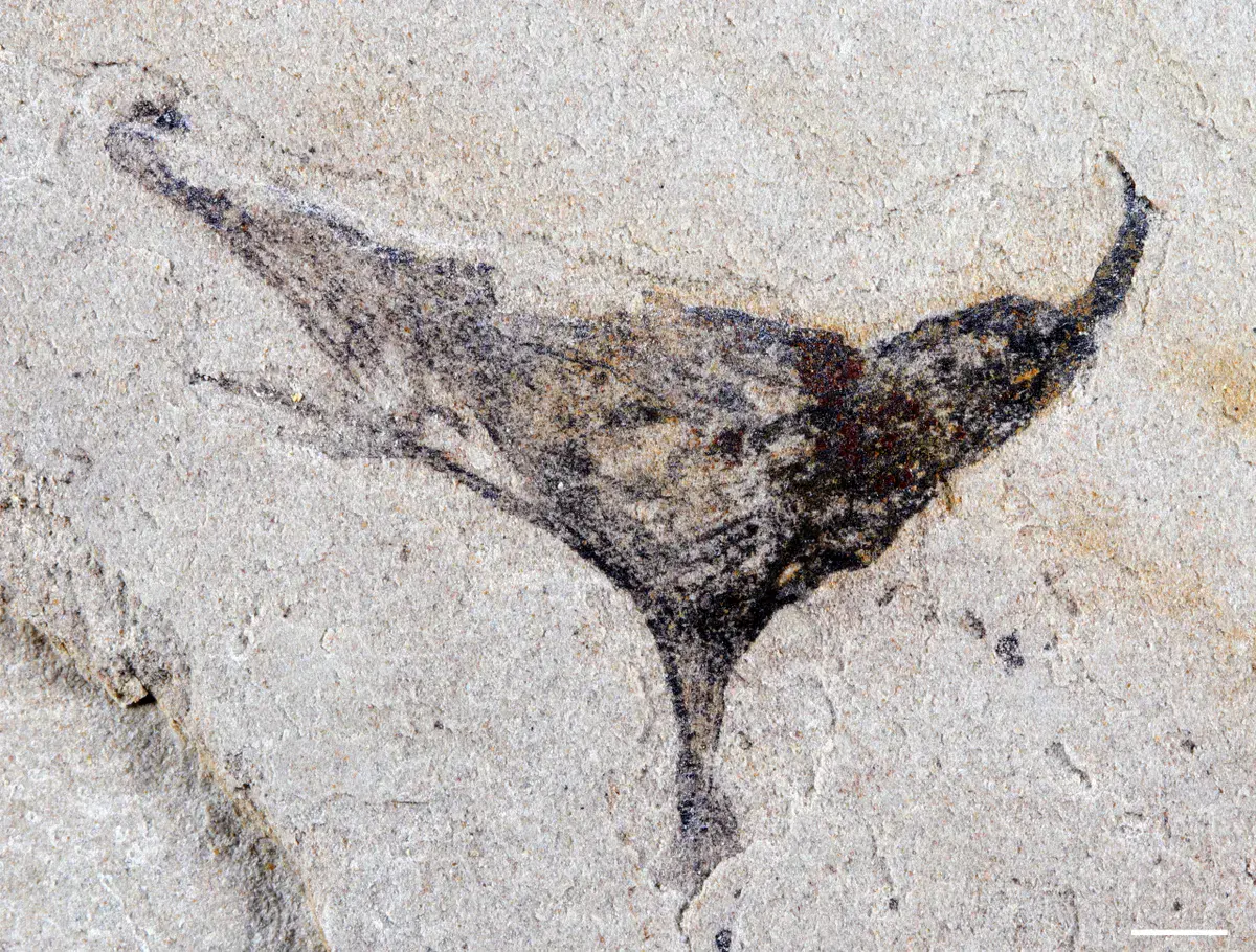 fossili vermi Dune Cina