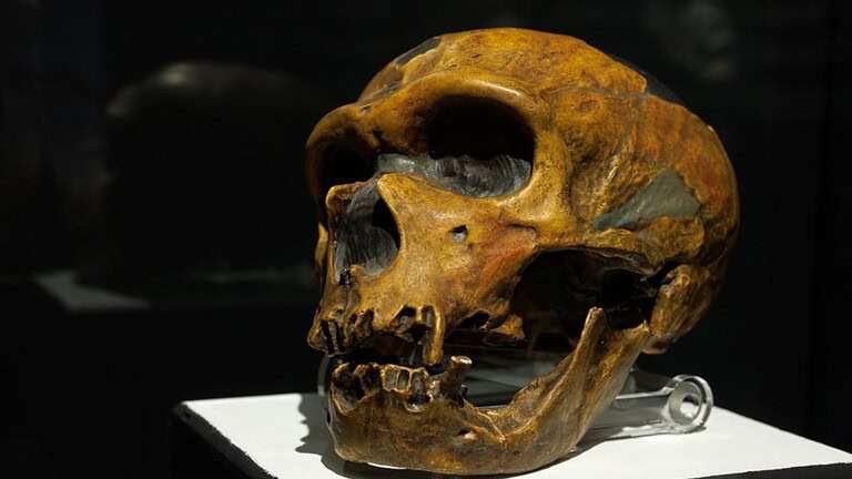 Neanderthal e linguaggio: la genetica svela una verità inaspettata - Neanderthal linguaggio