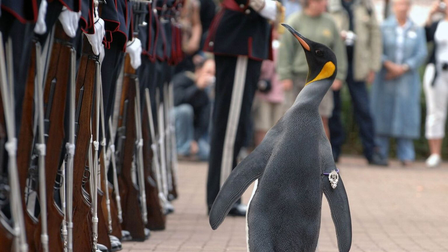 Nils Olav III: il pinguino che è diventato Maggiore Generale