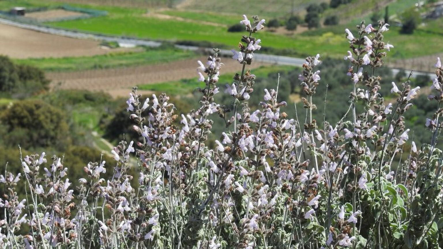 Piante che si nutrono di polvere: la scoperta che cambia tutto - piante nutrirsi polvere
