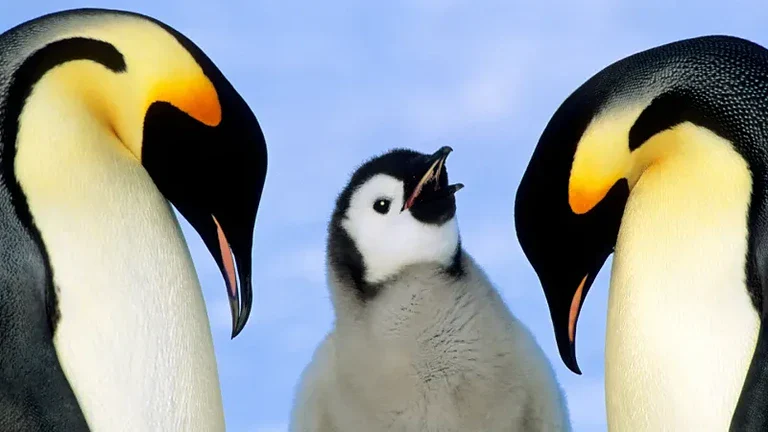 Pinguini imperatore e foche antartiche ora "in pericolo": cosa sta succedendo - pinguini imperatore in pericolo