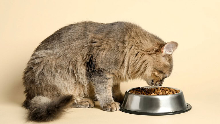 Gatti e cibo nella ciotola: ecco perché non la svuotano mai