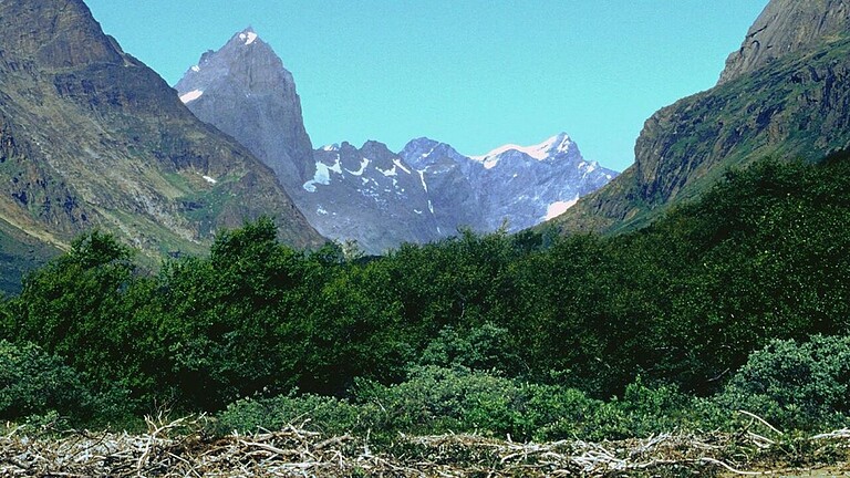Qinngua Valley: l'unica foresta della Groenlandia è un paradosso