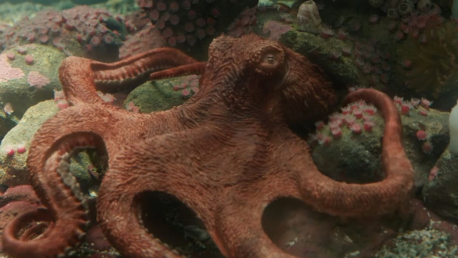 Alfred Molina: da Doctor Octopus a polpo vero per Netflix - Remarkably Bright Creatures