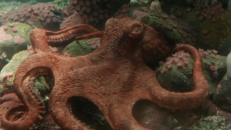 Alfred Molina: da Doctor Octopus a polpo vero per Netflix - Remarkably Bright Creatures