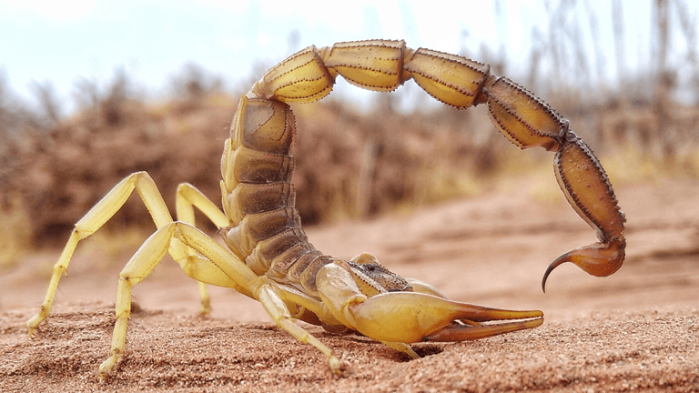 Scorpioni con armature metalliche: il segreto evolutivo prima dei cavalieri - scorpioni armature metalliche