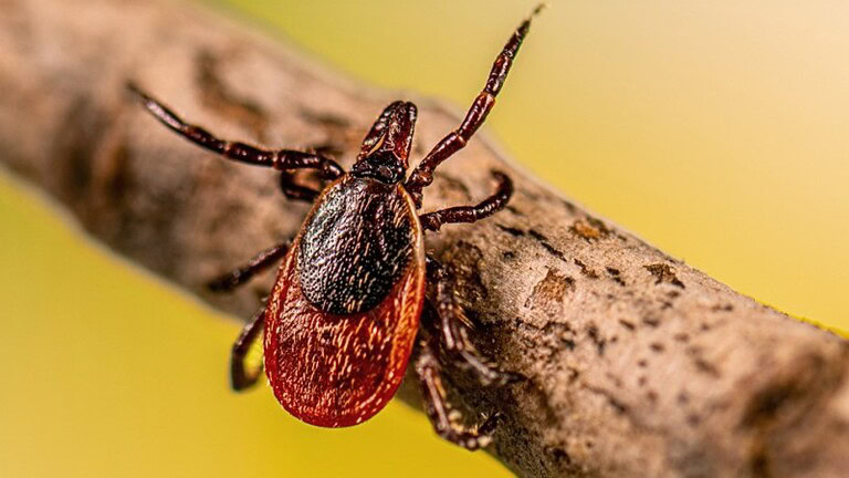 Malattia di Lyme: il vaccino potrebbe essere più vicino di quanto pensi - vaccino malattia di Lyme