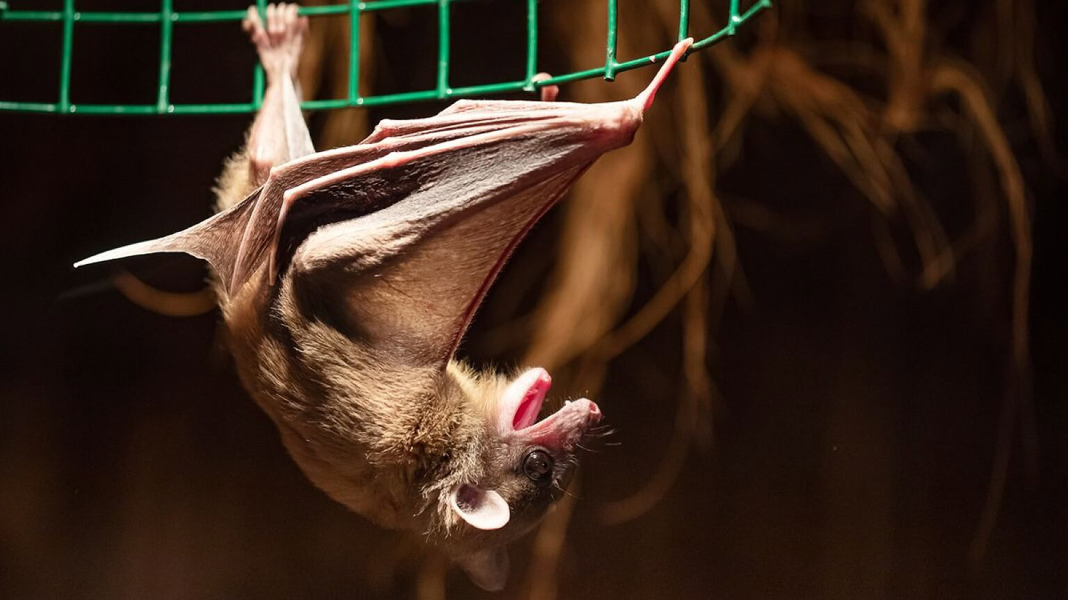 Virus Marburg: oltre 200 persone filmate davanti alla grotta dei pipistrelli - virus Marburg grotta pipistrelli