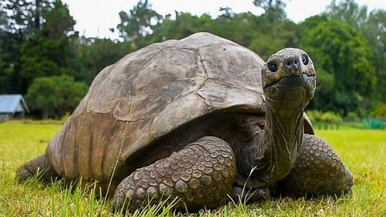 Tartaruga più vecchia del mondo ancora viva: la sua morte era una truffa