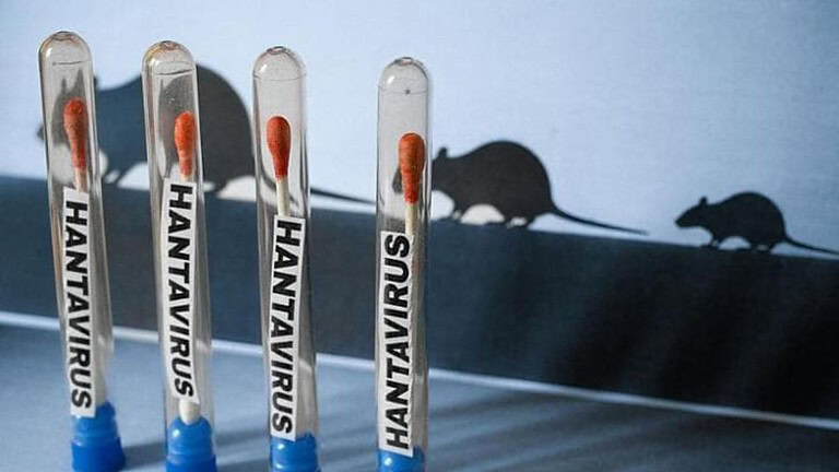 Hantavirus, contenuti online in crescita del 500%: l'informazione può rovinare gli utenti