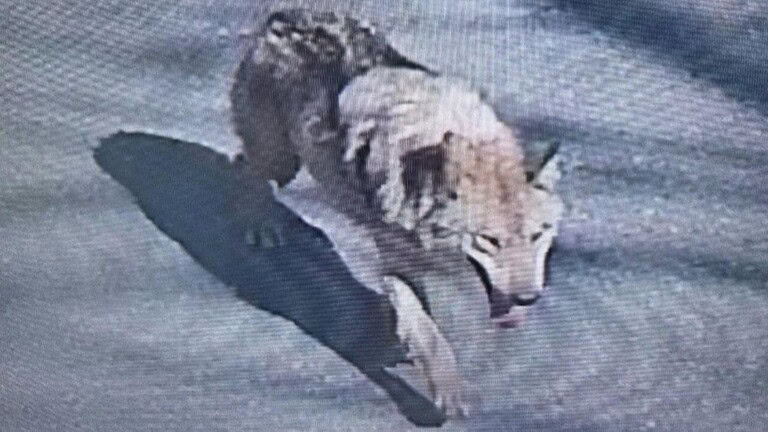 Corea del Sud: un'immagine AI ha mandato in tilt i soccorsi per un lupo fuggito
