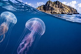 Meduse letali, ecco dov’è stata scoperta la nuova specie velenosa