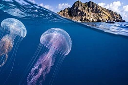 Meduse letali, ecco dov’è stata scoperta la nuova specie velenosa
