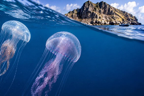 Meduse letali, ecco dov’è stata scoperta la nuova specie velenosa