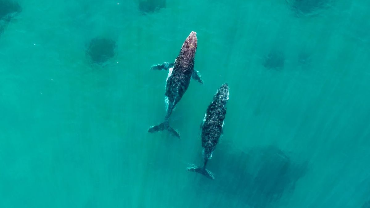 Balena cerca di salvare la compagna: si riapre il dibattito sulla loro empatia