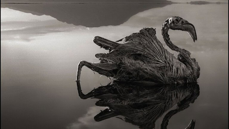 Africa, il Lago Natron trasforma gli animali in statue di pietra: ecco come
