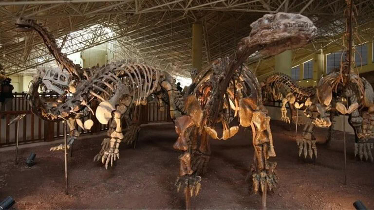 Cina, scoperto un nuovo dinosauro: è il gigante dello Yunnan