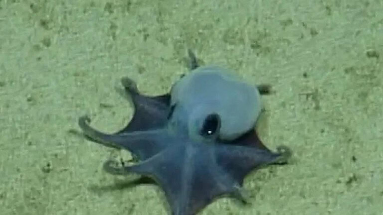 Polpo blu scoperto alle Galápagos: è una nuova specie