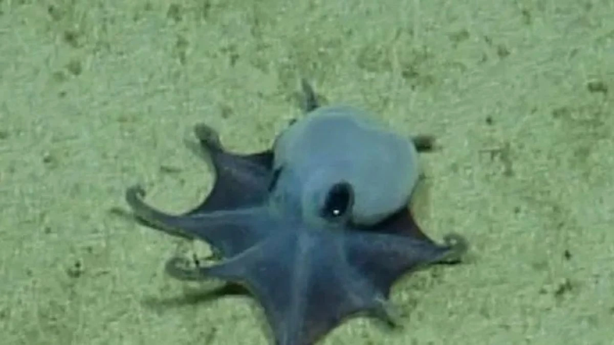 Polpo blu scoperto alle Galápagos: è una nuova specie