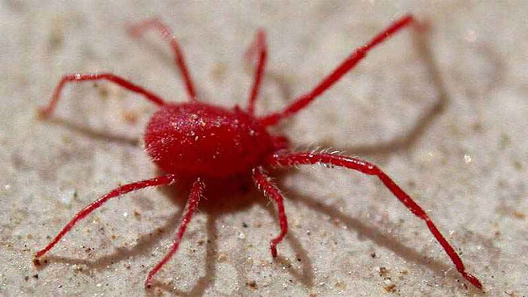 Acaro rosso sui muri: non è pericolo, ecco che ruolo ha