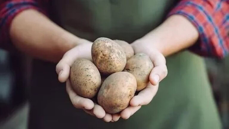 Le patate avrebbero influenzato il DNA di alcune popolazioni
