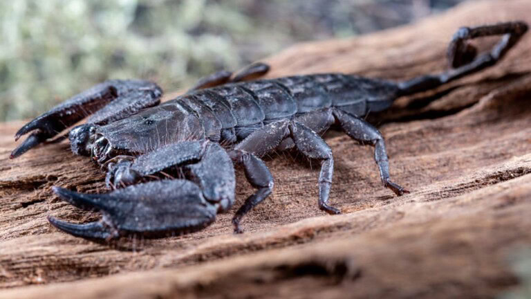 Scorpioni: nelle loro chele e pungiglioni ci sono dei metalli importanti