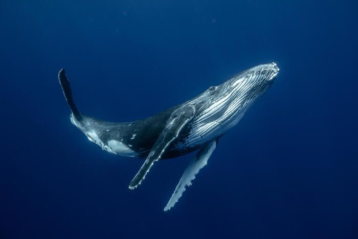 balena salva compagna Empatia balene